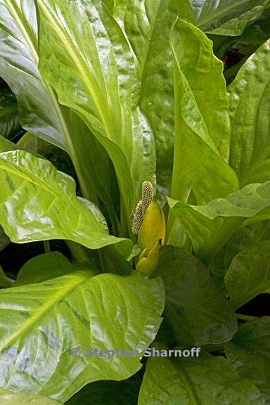 lysichiton americanum 1 graphic